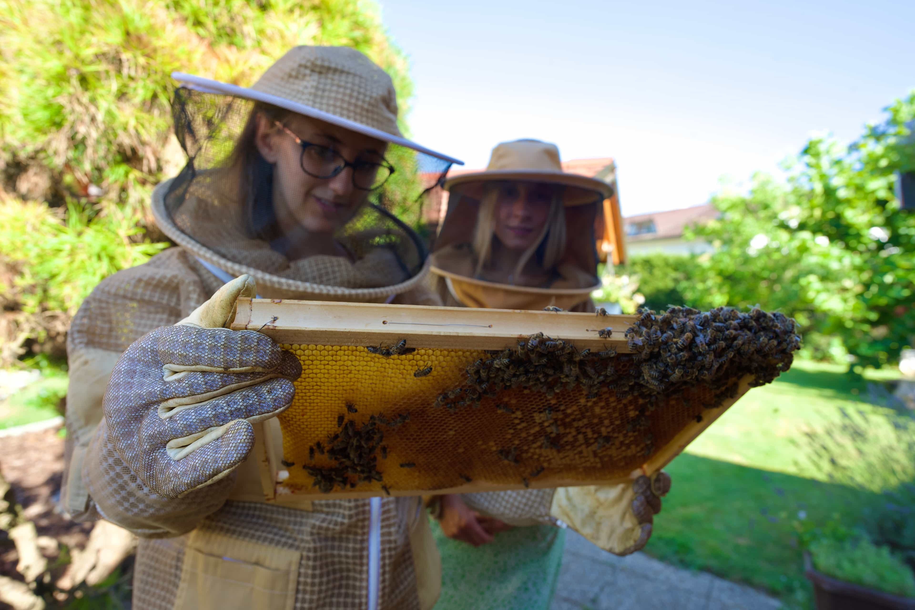 From Ljubljana: All About Bees Tour