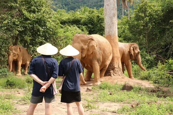 Samui: Elephant Jungle experience & The First Elephant Museum