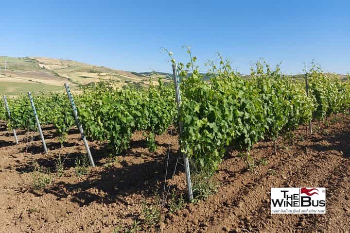Private Vulture Wine Tour from MATERA with sommelier