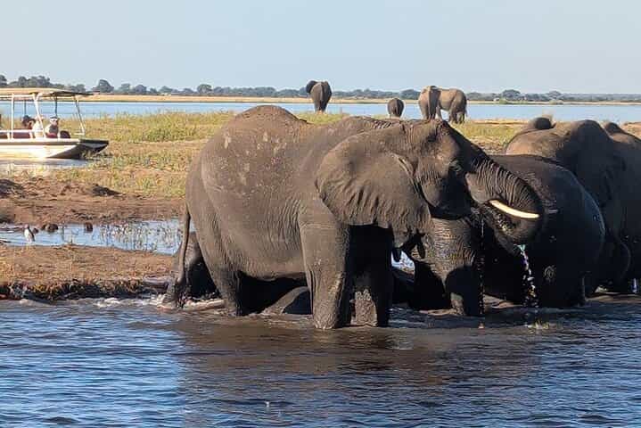 Half Day Tour in Chobe Afternoon Boat Safari 