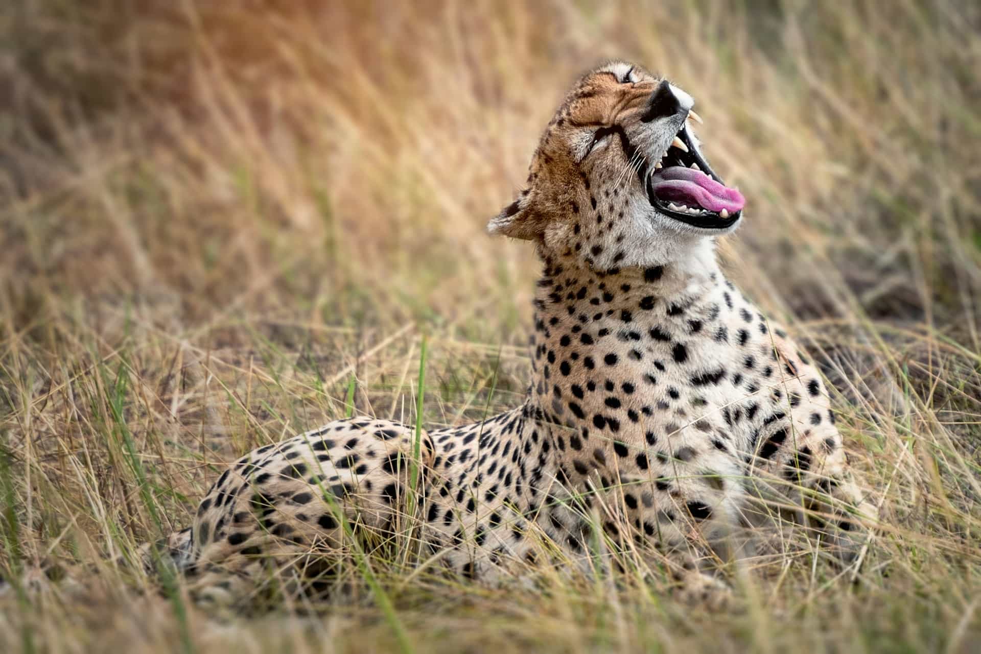 9 Days - The Best of Tanzania & Lake Natron Midrange Lodge Safari.
