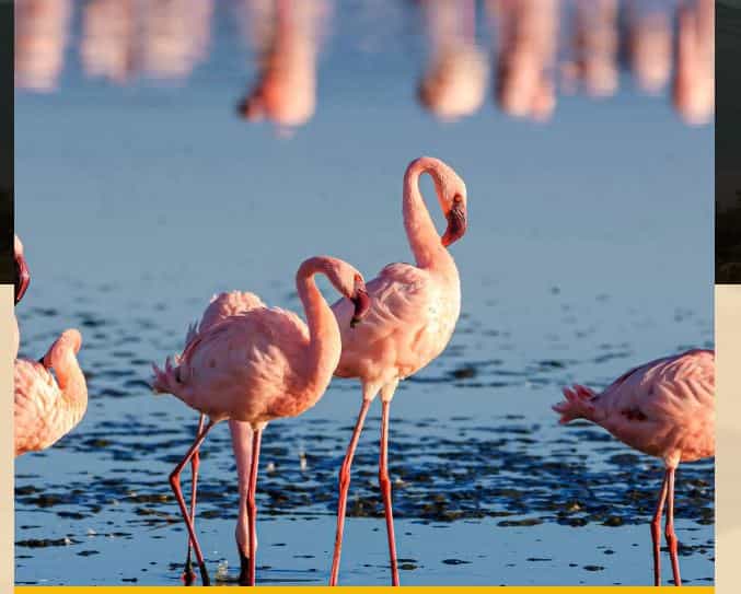 1 Day Must-See Birds Paradise Lakes Nakuru-Lake Naivasha