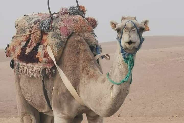 Private Camel Ride in Agafay Desert with Dinner Included 