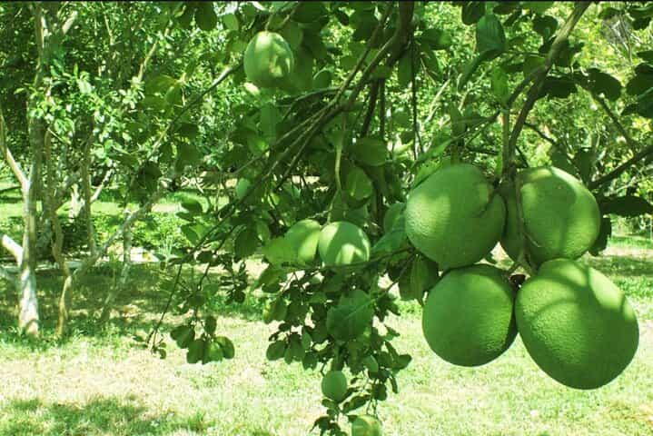 Half-day Thuy Bieu Village Cycling Adventure