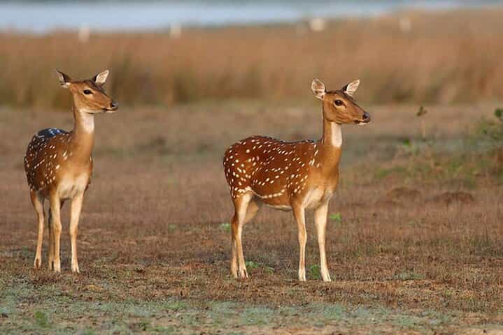 Wilpattu Jeep Safari and Anuradhapura Day Tour From Sigiriya