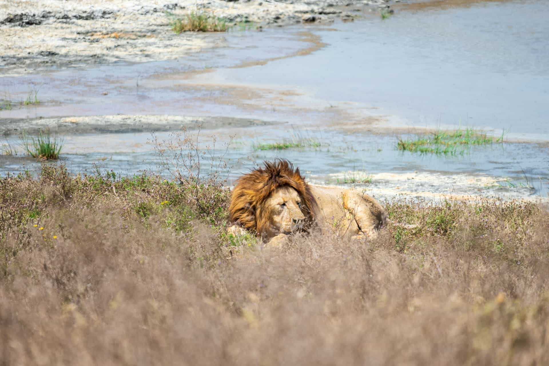 7 - Days Tented Camp Mid Range - The Best of Tanzania