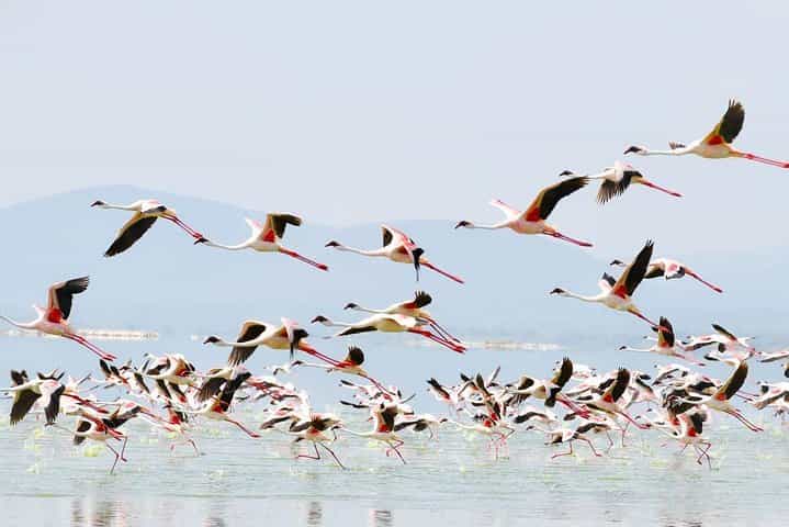 6-Day Amboseli, Lake Naivasha & Maasai Mara Safari