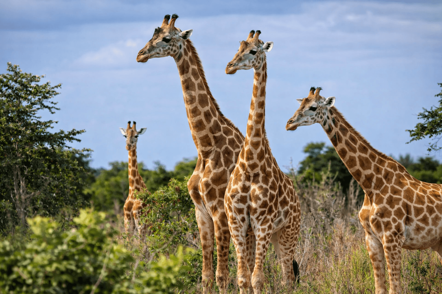 Garamba National Park Savanna Safari Track Kordofan giraffes, elephants, and lions across one of Africa's oldest parks