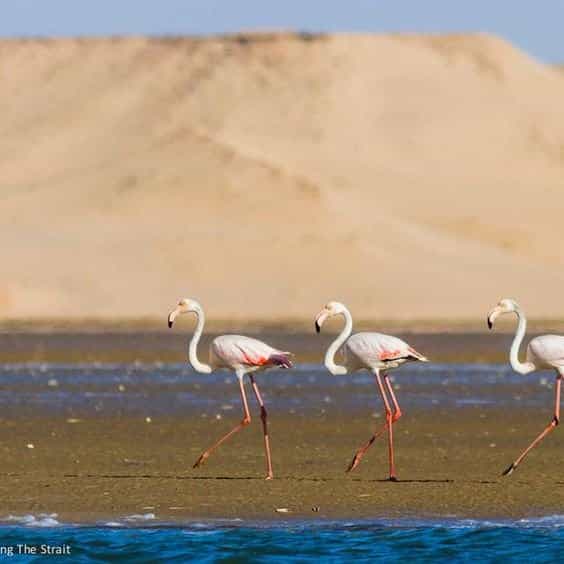 Souss Massa National Park - guided half day tour from Taghazoute