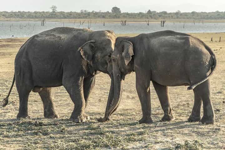 Day Trip to Udawalawa National Park & Orphanage From Colombo