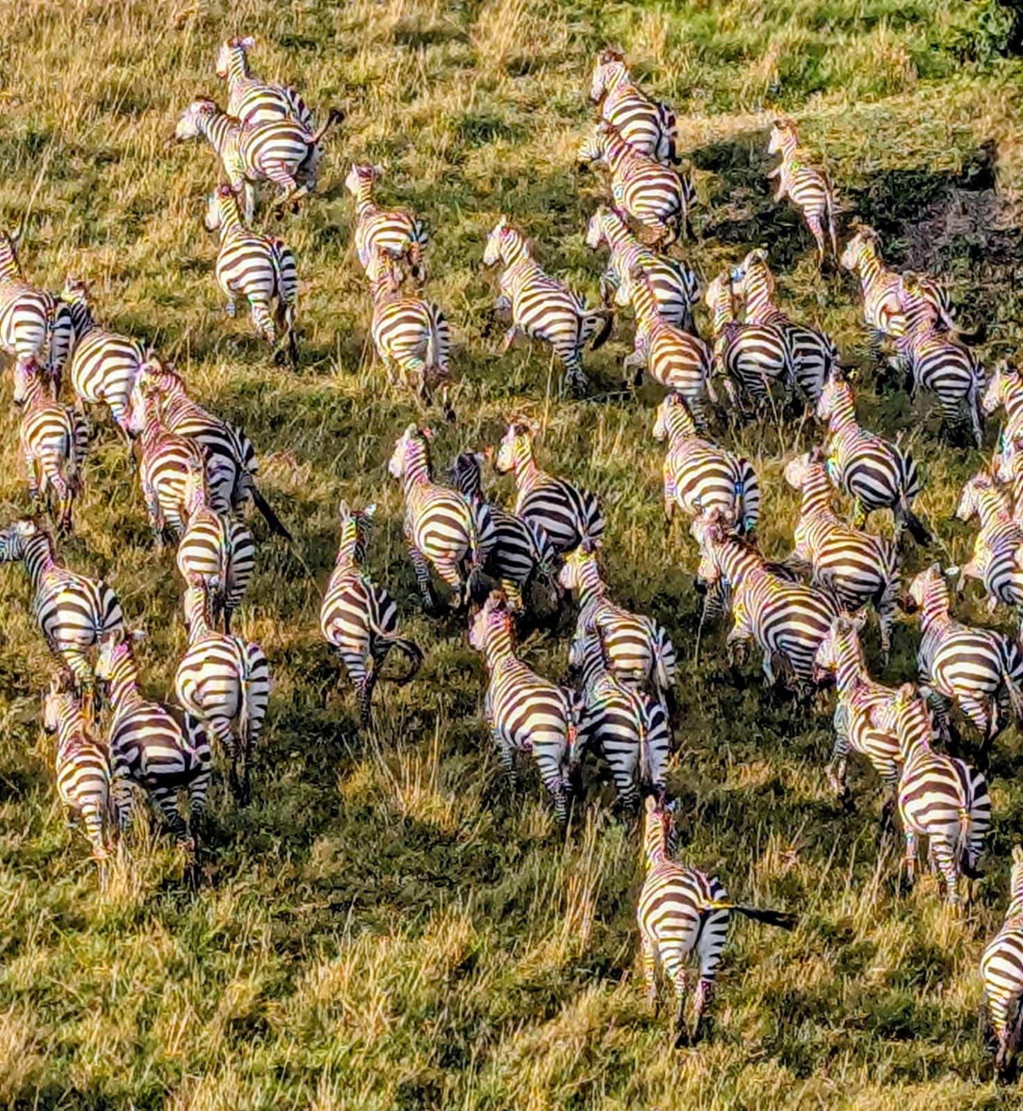 3-Day Famous Masai Mara Budget Camping Safari 
