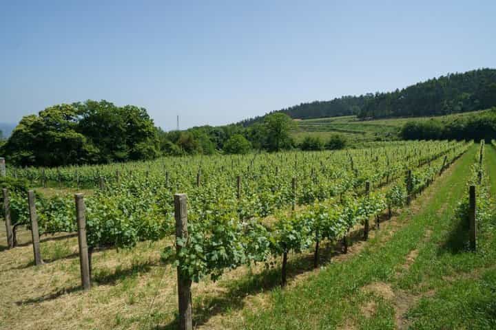 Guimaraes Wine Tasting Tour