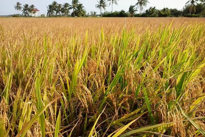 Private Mekong Delta Less Tourist - Coconut Island Tour
