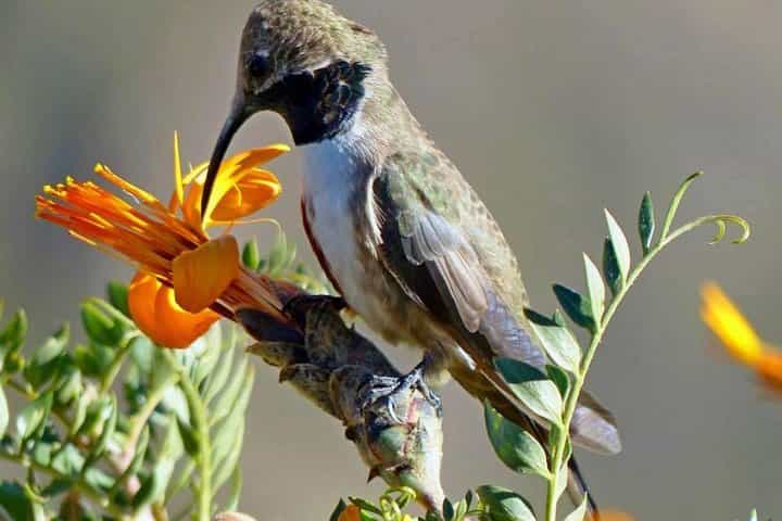 Colca Canyon Sightseeing Tour 2D1N and Transfer to Puno