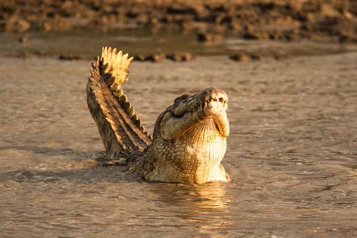 Private 2 Day Selous (Nyerere) Safari Tour from Dar es salaam