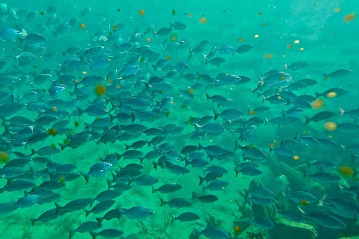 Fort Lauderdale: Ocean Reef Snorkeling Tour w/ Snacks & Drinks