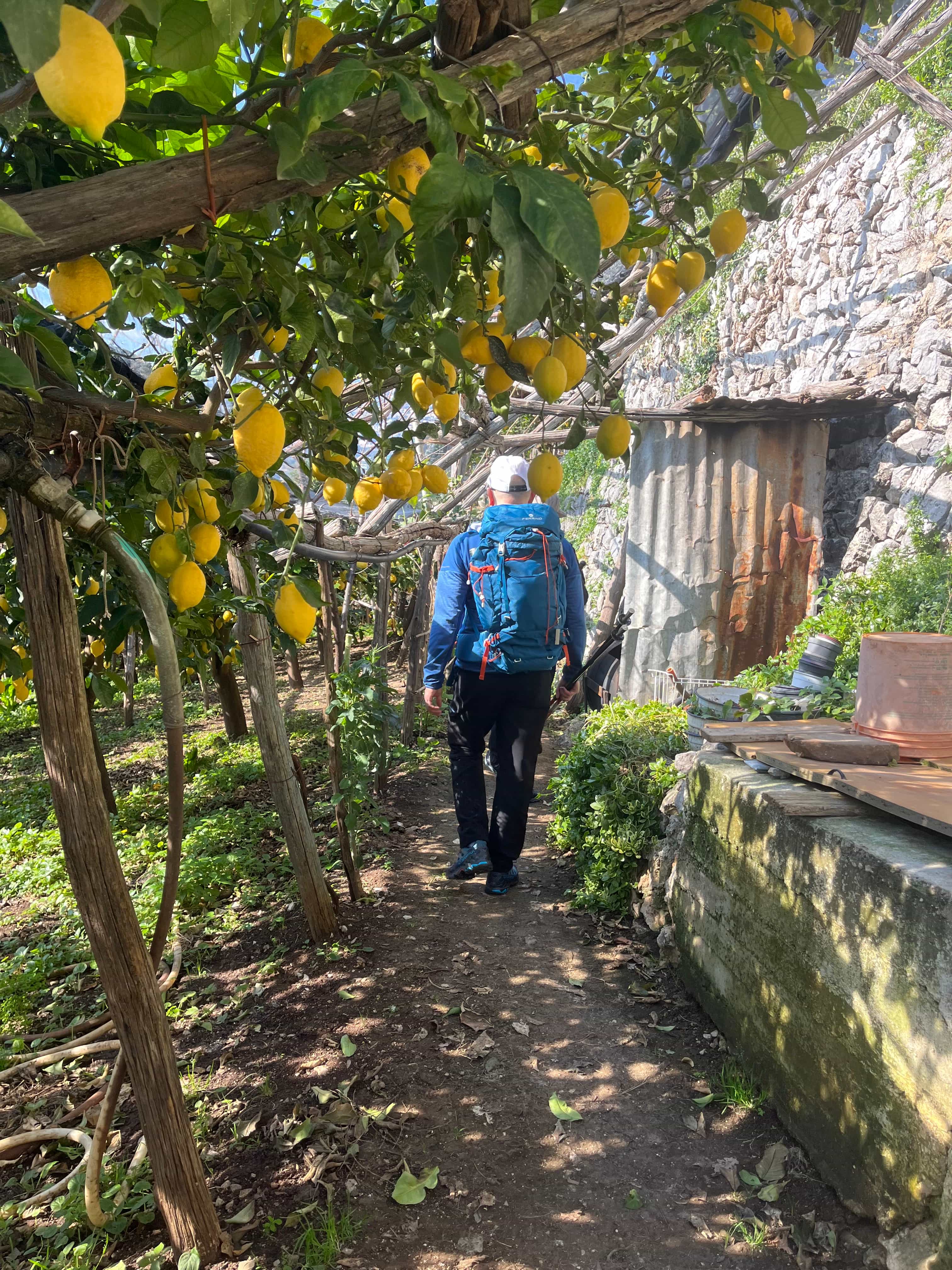 Lemon Path Tour with Lemon Tasting & Private Transfer (from Salerno)