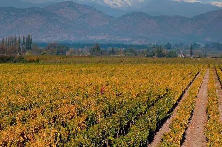 Half Day Trip to Cousiño Macul Vineyard from Santiago - Wine Tasting Included