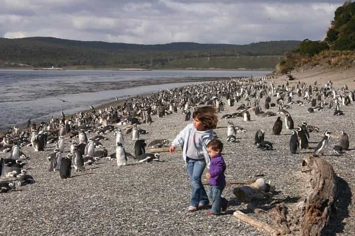 Ushuaia: Martillo Island and Walk Among Penguins Full-Day Tour