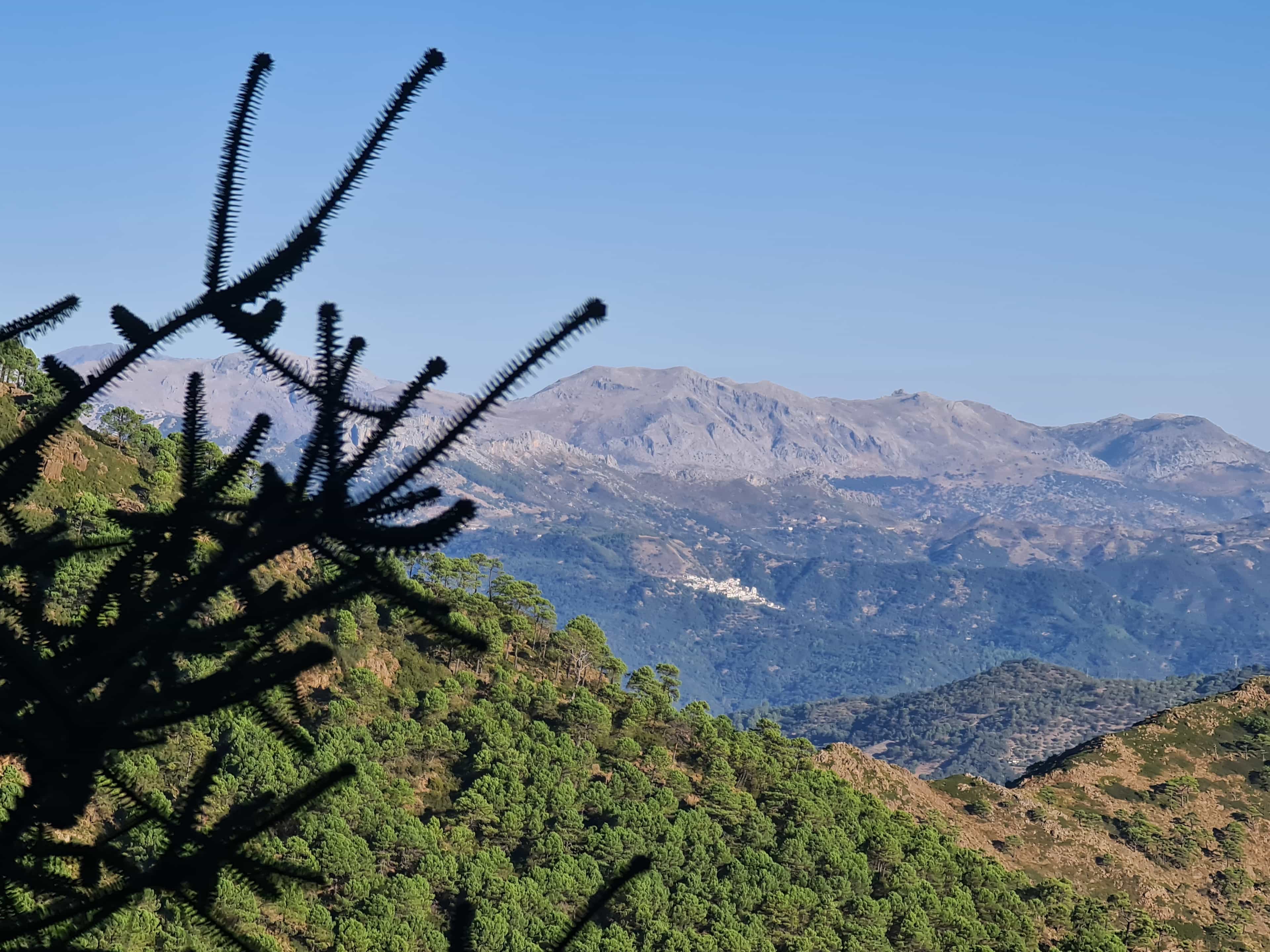 Private Hiking with transfer |  Bosque de Pinsapos "Sierra Bermeja"