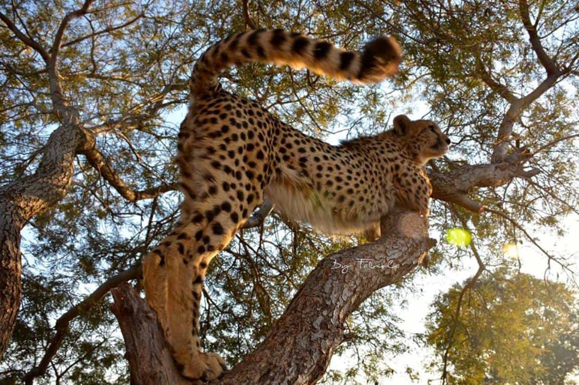 Kenya  and Tanzania Safari Adventure