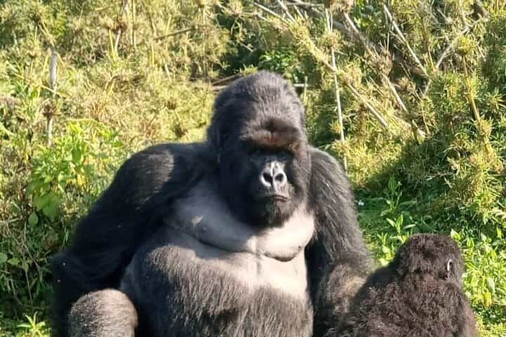 3 Day Mgahinga Mountain Gorilla Trek.