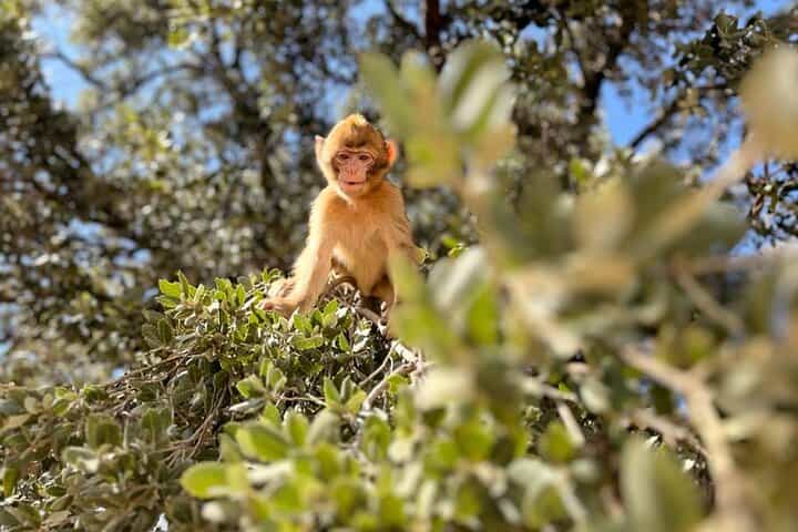 Fes to Middle Atlas Private Day Trip