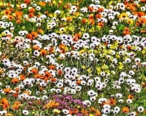 Cape West Coast Private Day Tour