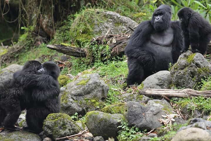 2-Day Rwanda Gorilla Trekking Tour