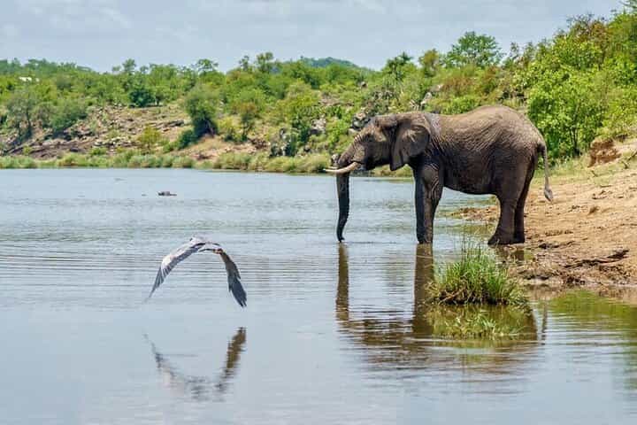 Private 2 Day Selous (Nyerere) Safari Tour from Zanzibar 