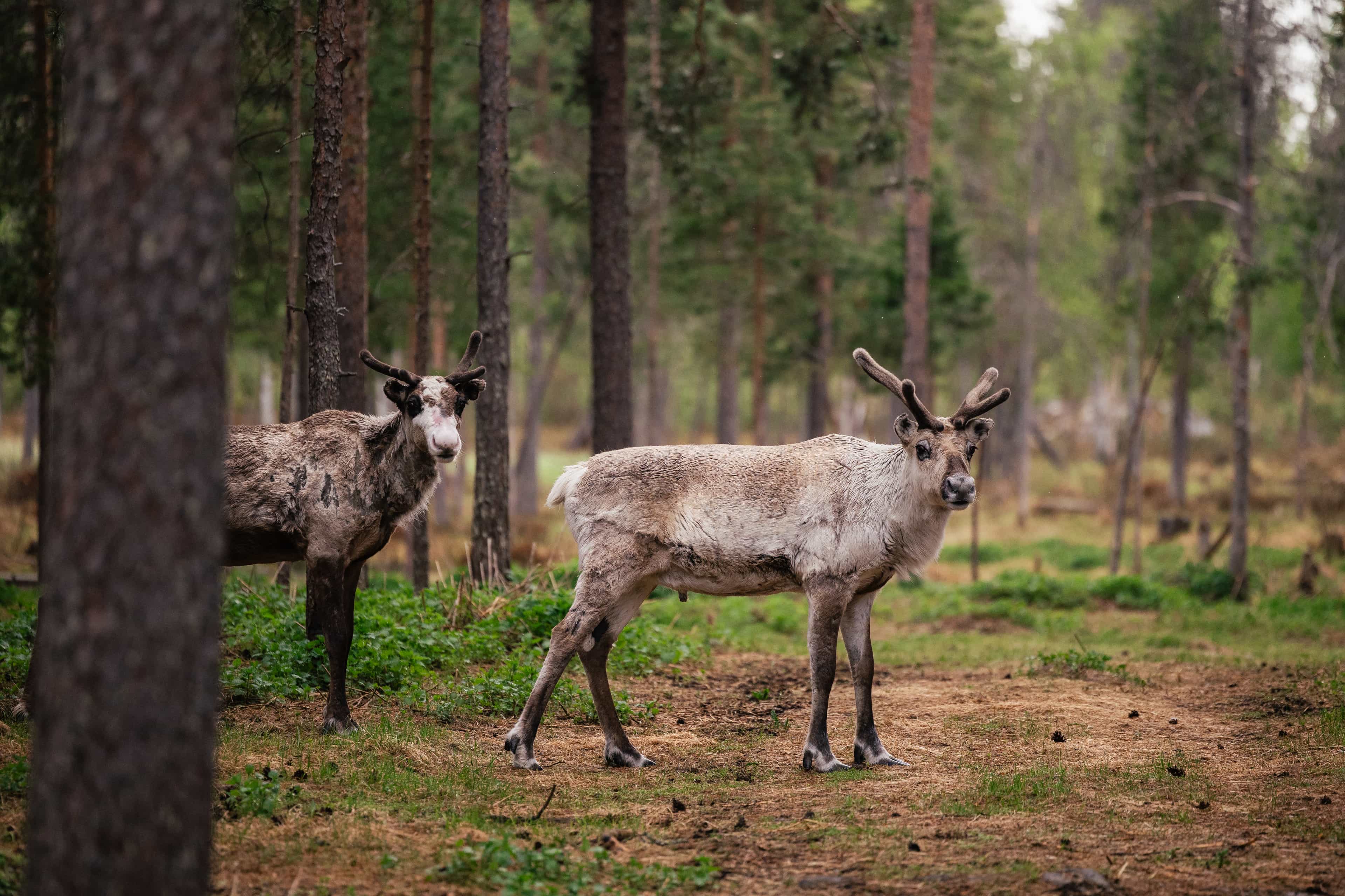 Visit a Real Reindeer Farm