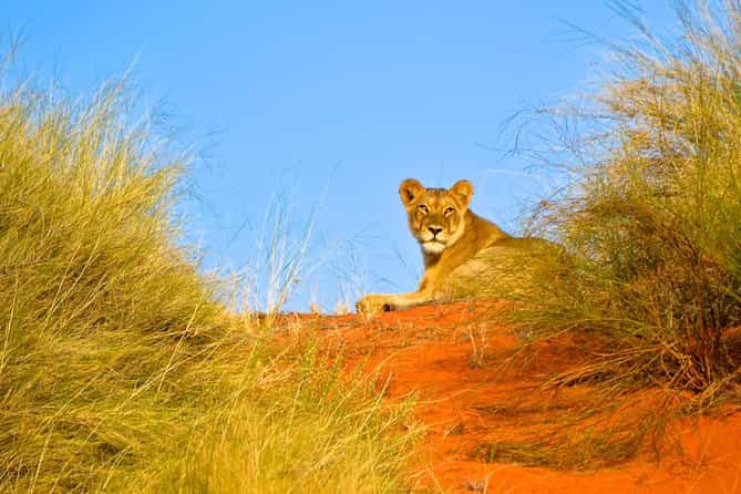 Hluhluwe Imfolozi  Safari Day Tour (7)