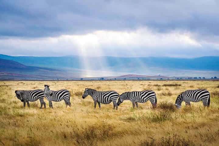6-Day Luxury Safari in Northern Tanzania