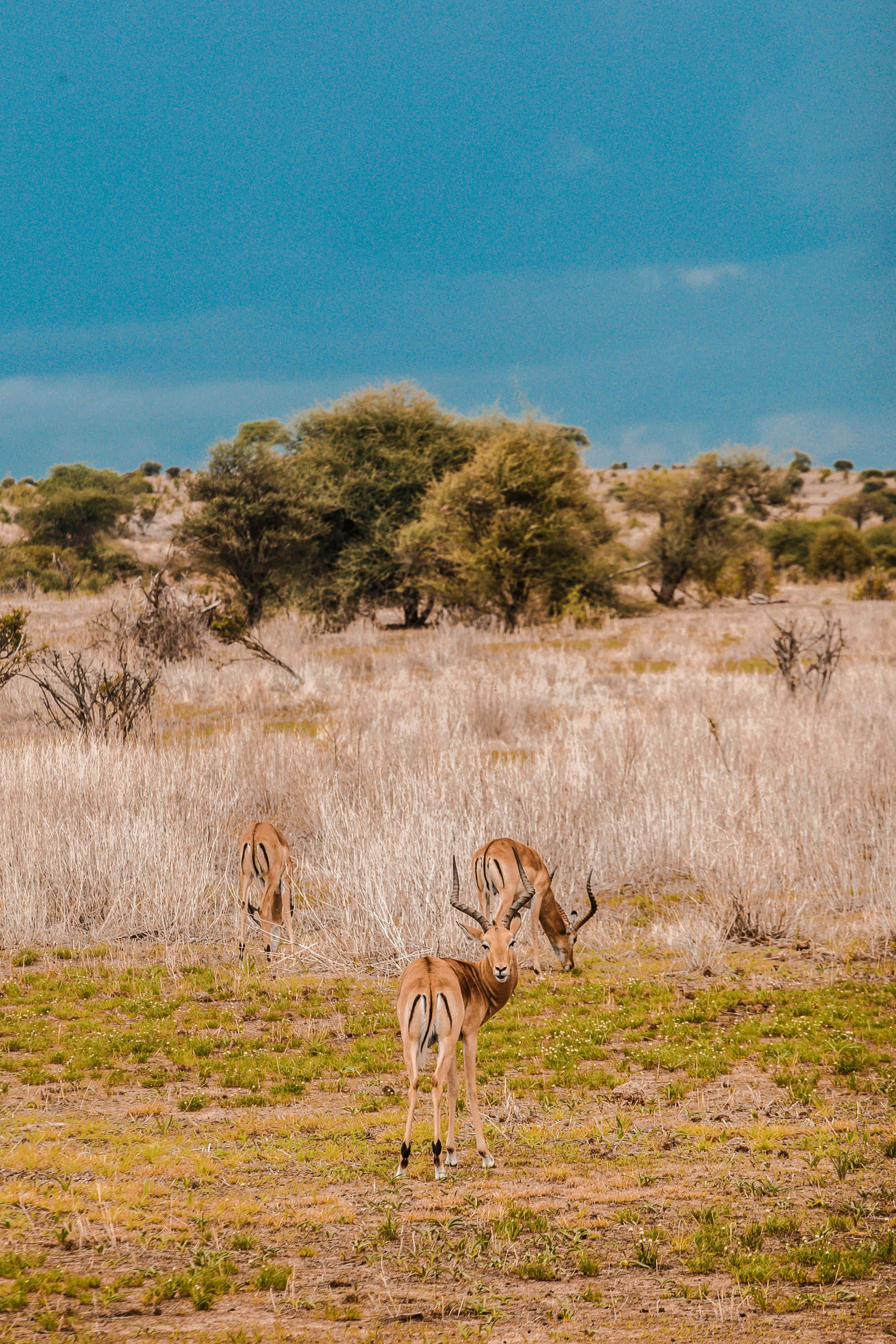 Small Group Chobe National Park Day Trip with Lunch