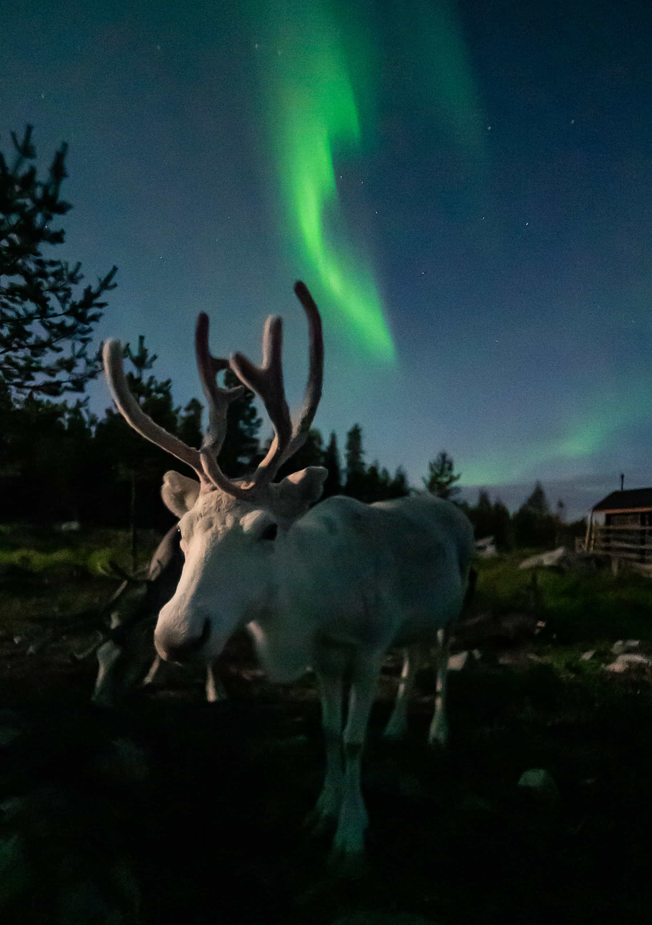 Arctic Night Reindeer Ride in Rovaniemi
