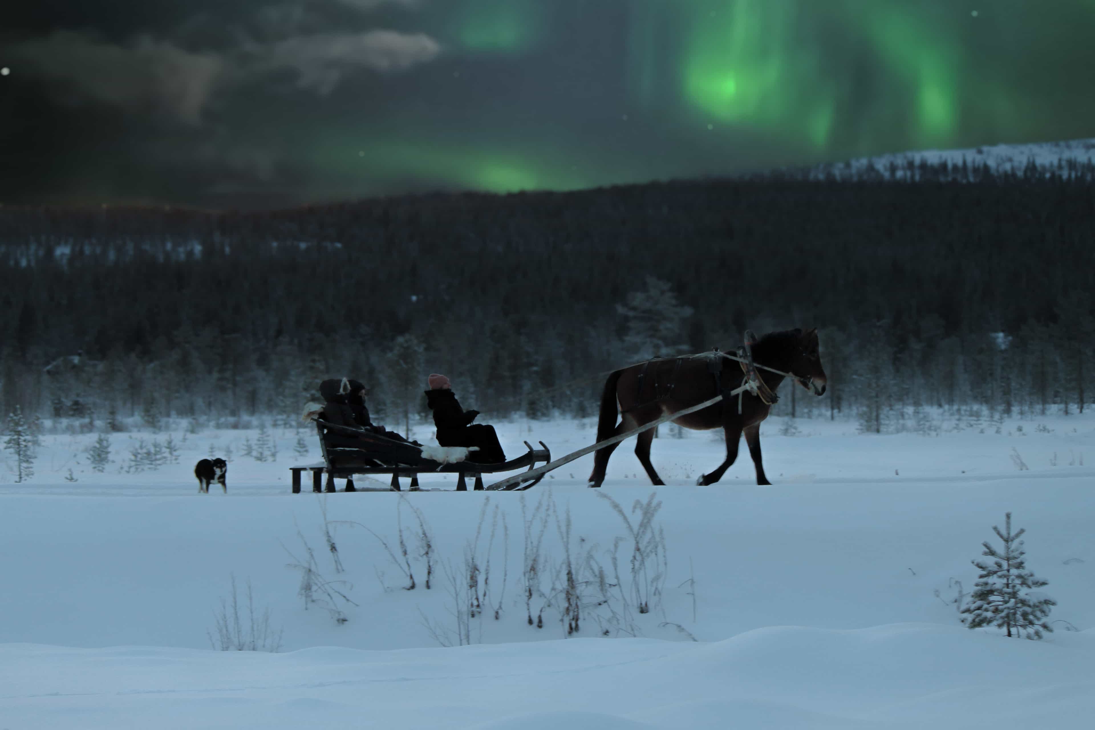 Northern lights horse sleigh ride
