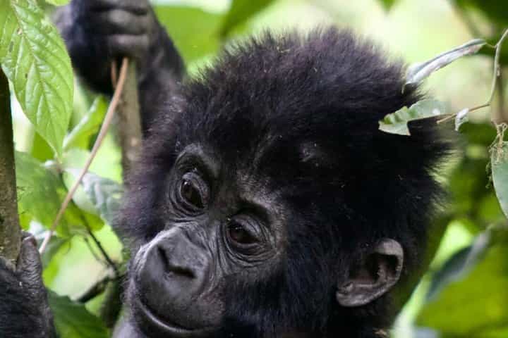 6 Days Primates and Wildlife Luxury Tour via Kigali