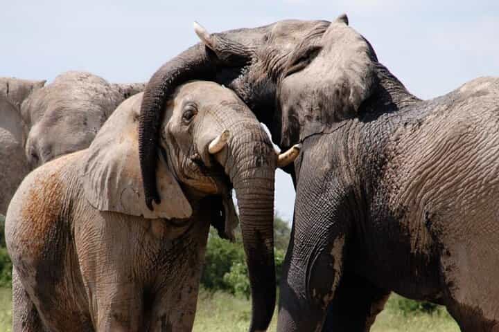 Chobe Private Day Trip A Luxury Safari Experience