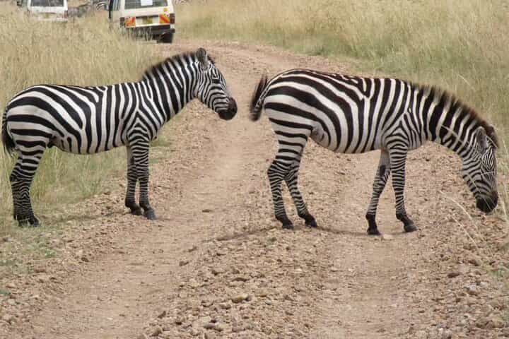 Half-Day Nairobi National Park Tour from Nairobi
