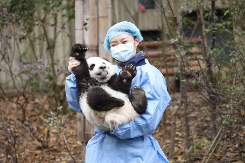 Half-Day Private Tour of Chengdu Giant Panda Breeding Research Base