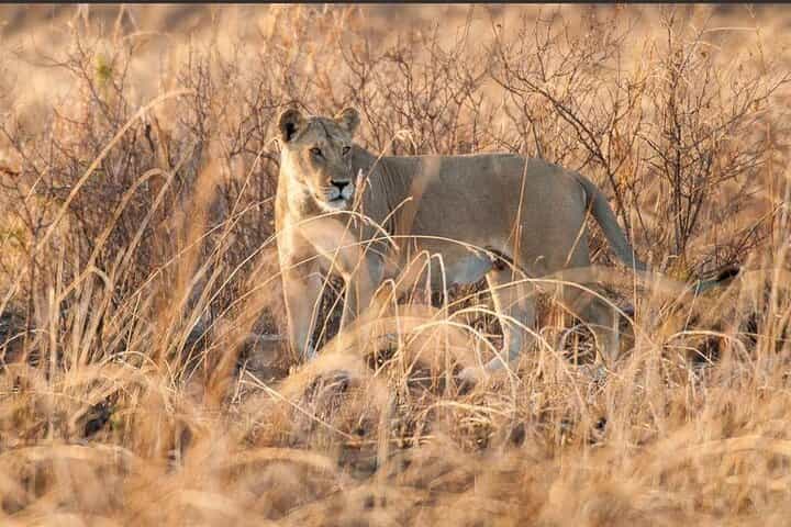 7 Days Zanzibar Holiday with Mikumi National Park Day Trip