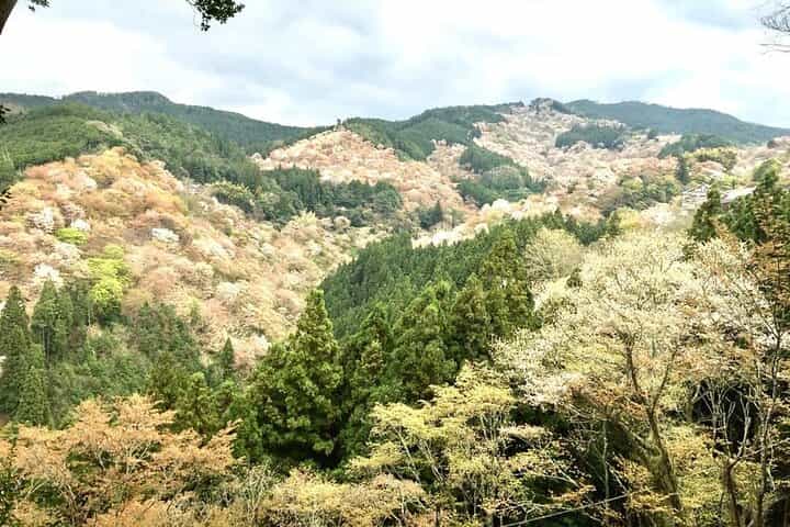 Full-Day Private Guided Tour to Yoshino, Japanese Mountain