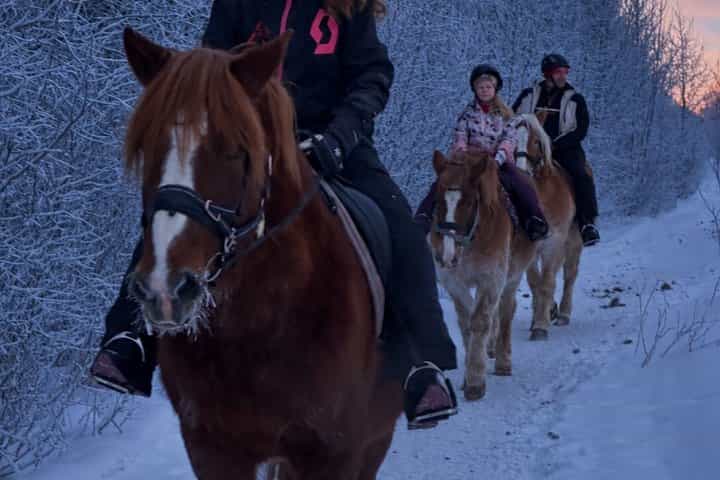 Late Night Ride with Finnhorses