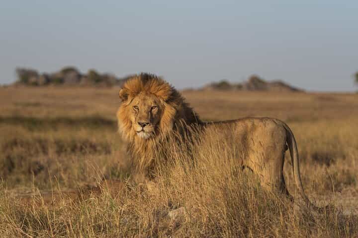 5 Days Safari to Tsavo West, Amboseli and Tsavo East from Mombasa