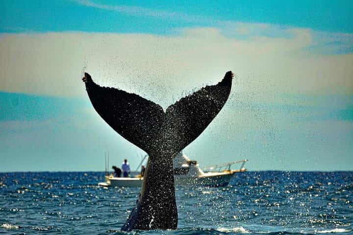 Los Cabos Humpback Whale: 10-Hour Tour 3 Hours of Whale Watching