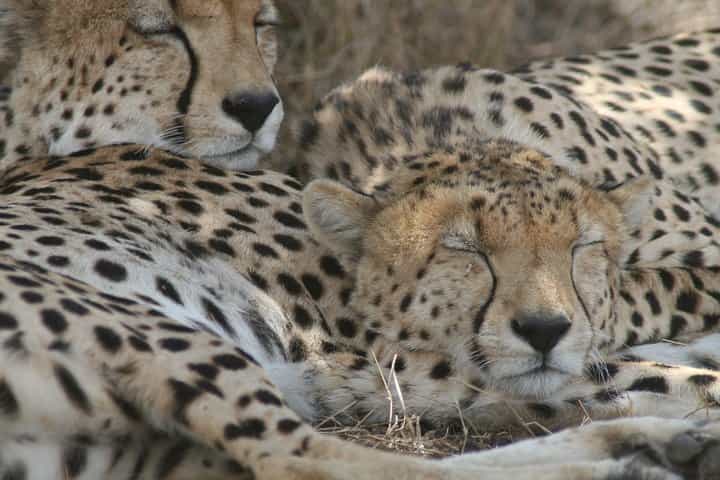 3-Day Maasai Mara Group Joining Safari