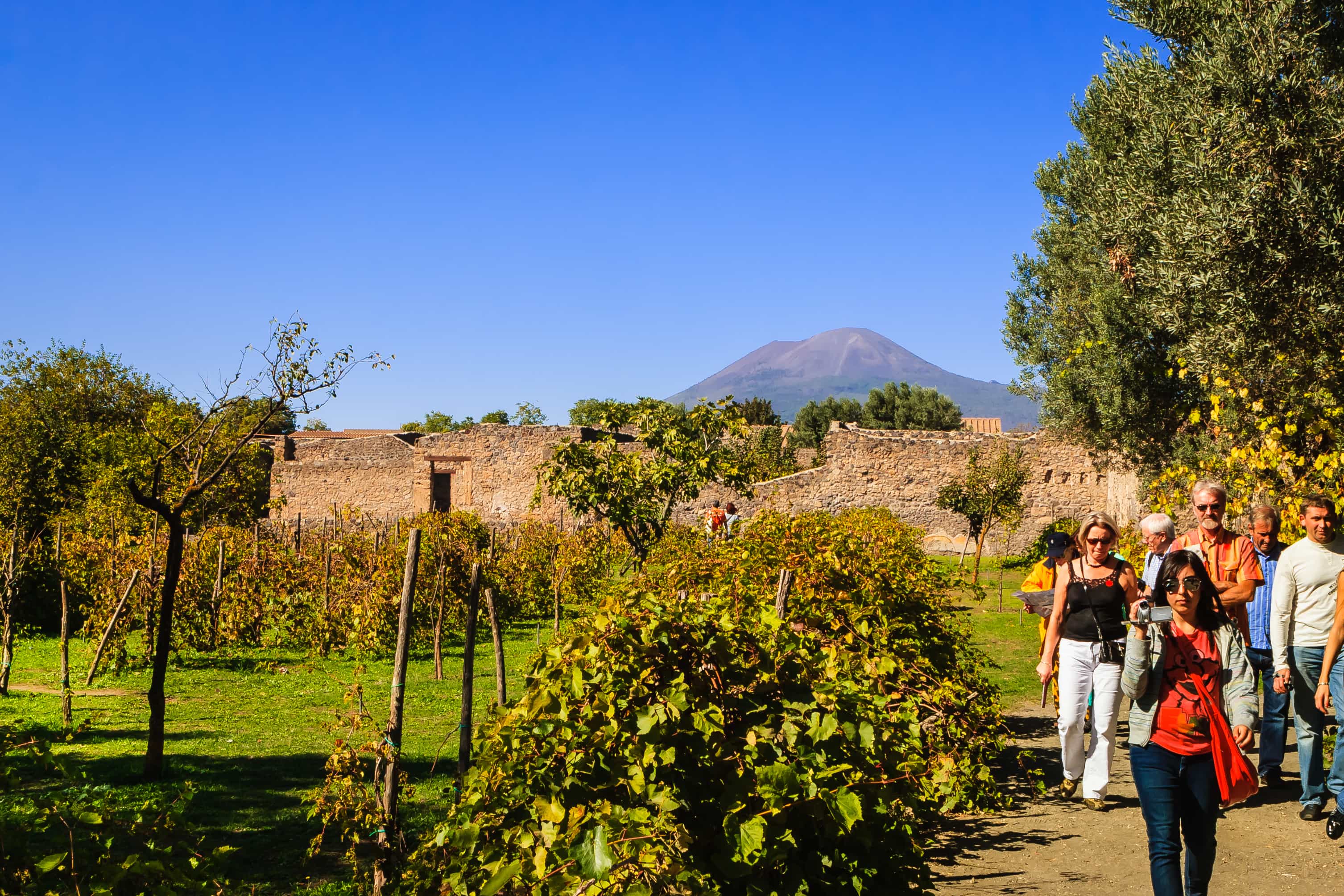 [SHARED] Naples: Wine tasting Experience at slopes of Mt. Vesuvius