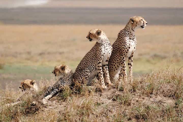 Overnight Tsavo East National Park Safari from Mombasa OR Diani Beach