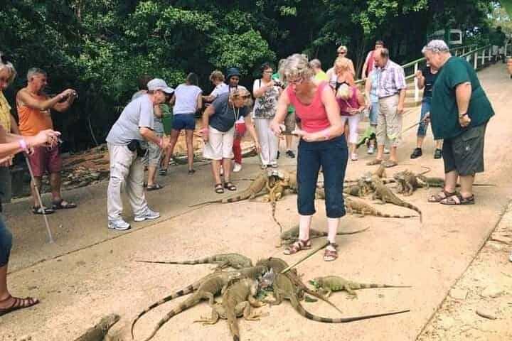 Roatan Wild side Monkyes and sloth hangout iguana and Snorkeling