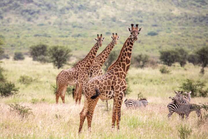 Full Day 4 by 4 Safari from Zanzibar to Mikumi National Park